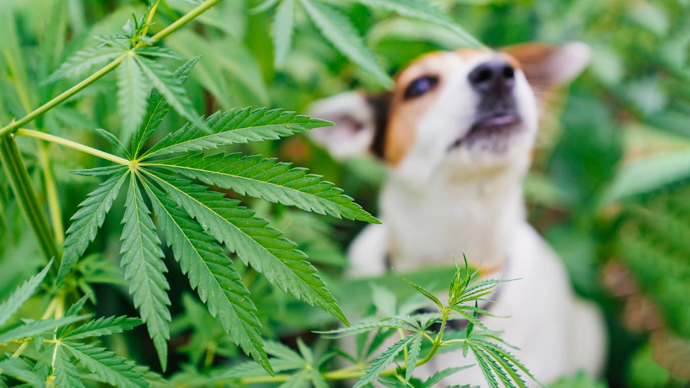 Can Dogs Be Allergic to CBD or Hemp?