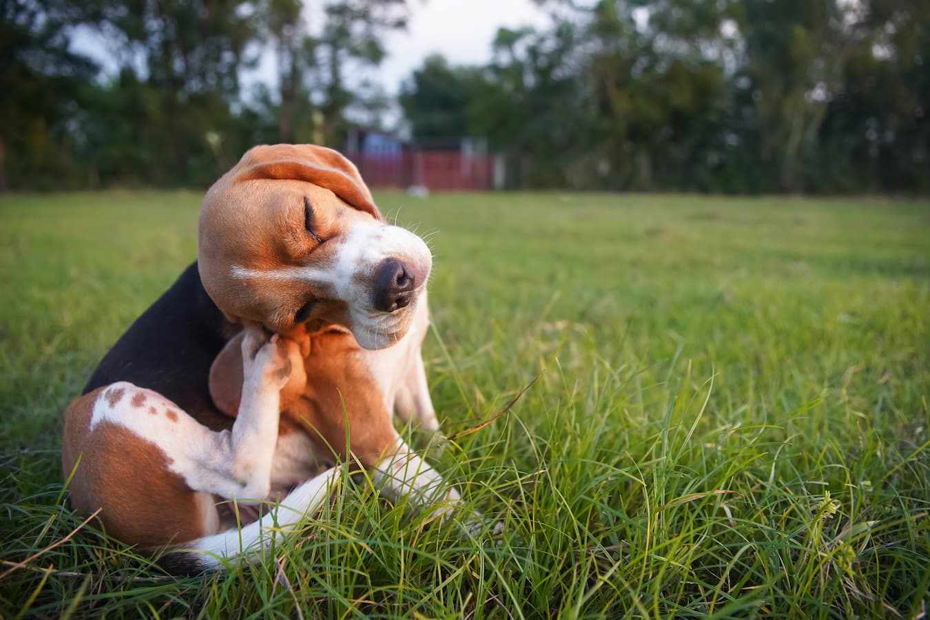 Signs Your Pet Has Pollen Allergies and What You Can Do