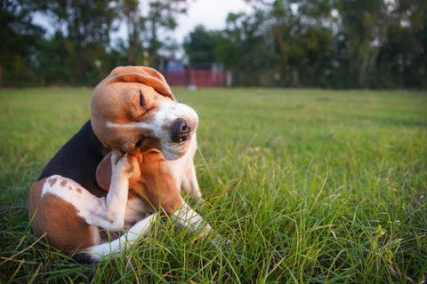 Can Dogs Be Allergic To Pollen