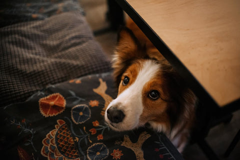 Can Dogs Eat Cbd Gummies