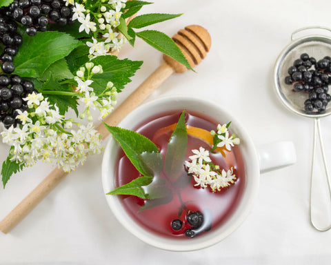 Ripe black elderberries on a Sambucus nigra shrub, a plant that is toxic to dogs