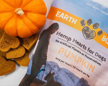 Can Dogs Eat Pumpkin?