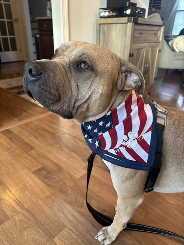 From Fur to Flakes: Can Dogs Get Dandruff?