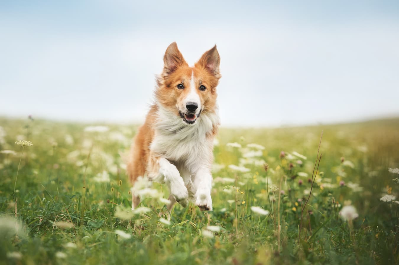 How to Give Your Dog N-Acetyl Cysteine (NAC)