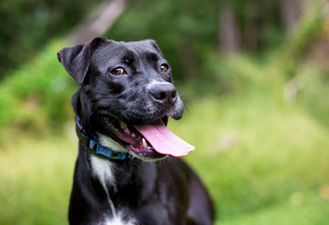 Can Dogs Throw Up From Stress