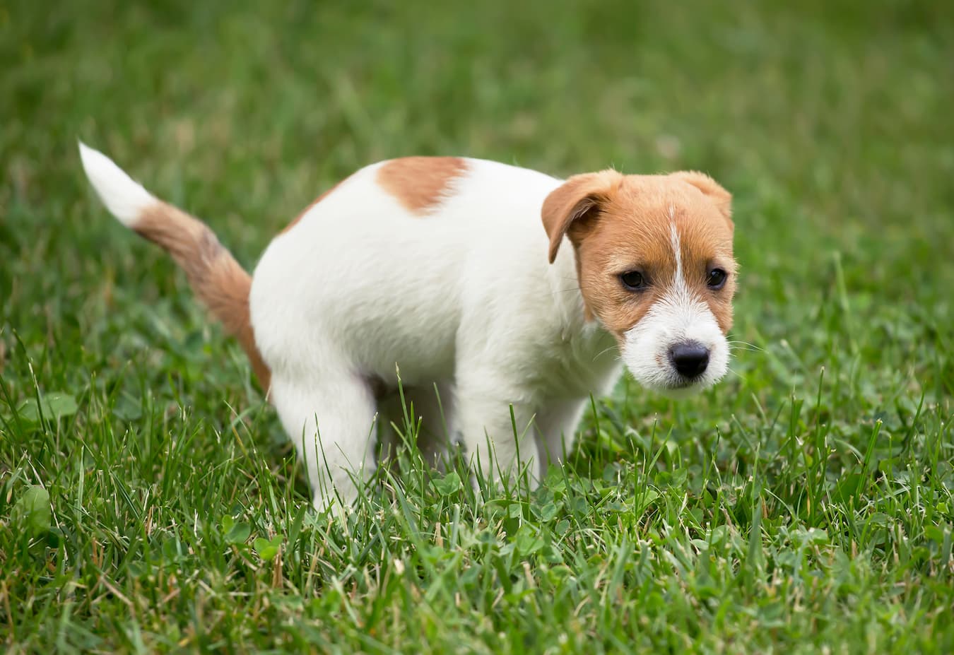 Can Stress Lead to Loose Stool in Dogs?