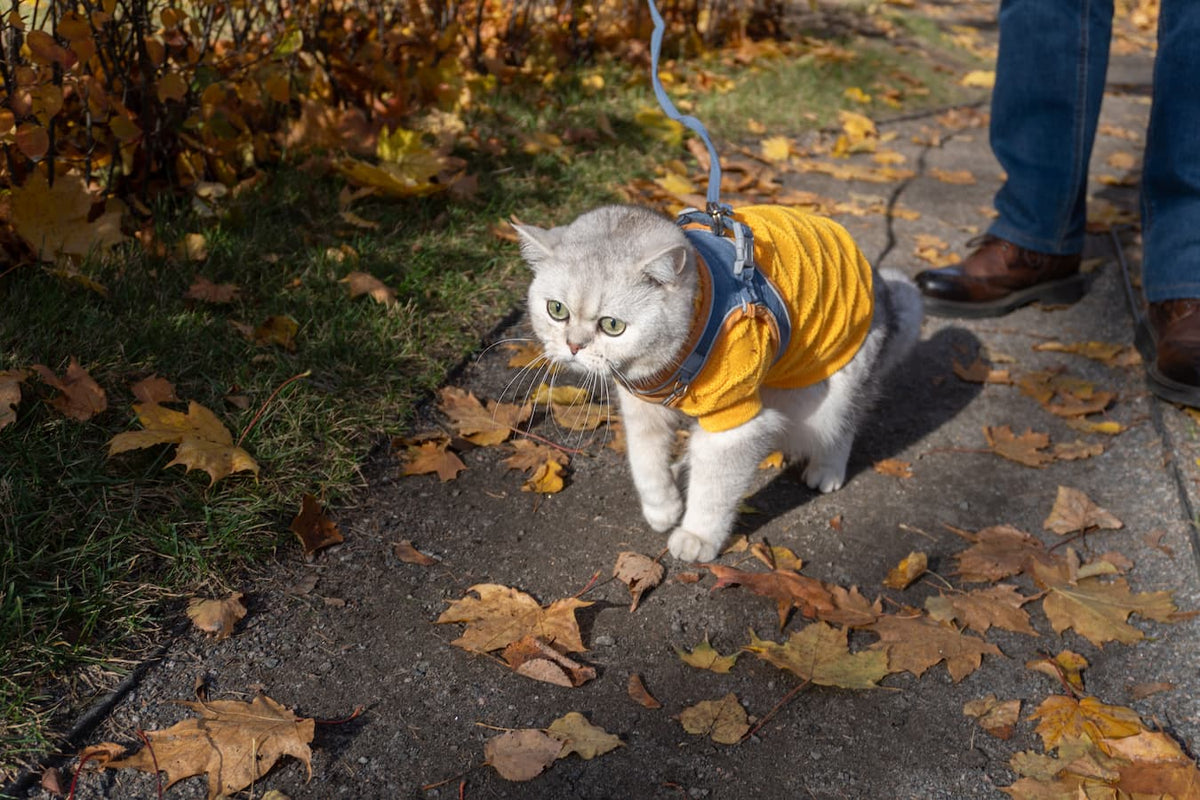 Should You Take Your Cat on Walks?