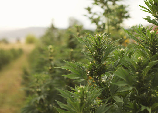 How Terpenes Affect Your Dog's Behavior