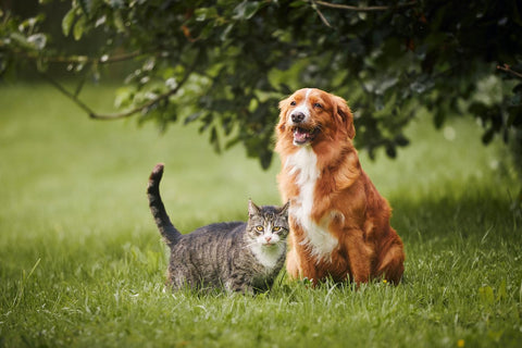 Dog and cat resting outdoors, illustrating how the primary and secondary immune response work in dogs and cats.