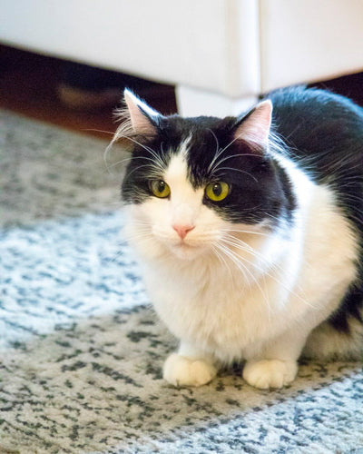 Natural Remedies for Cat Digestion