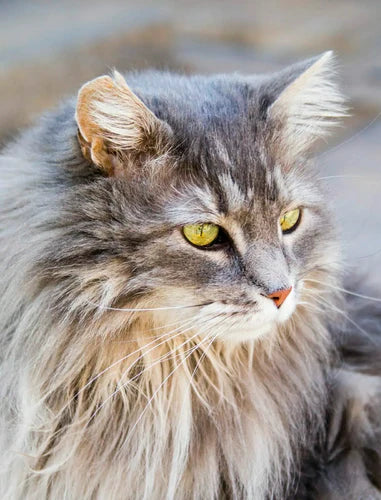 How Can I Soothe My Cat's Itchy Skin?