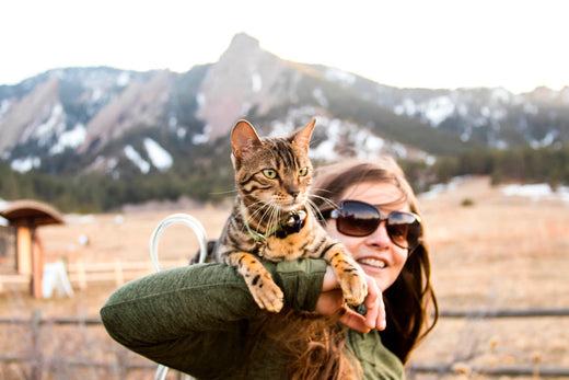 Try These Supplements for a Healthy Cat Coat