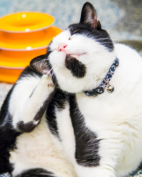 Cat scratching its neck due to itchy, irritated skin