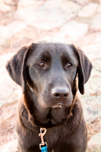 What Does it Mean if a Dog's Nose is Dry?
