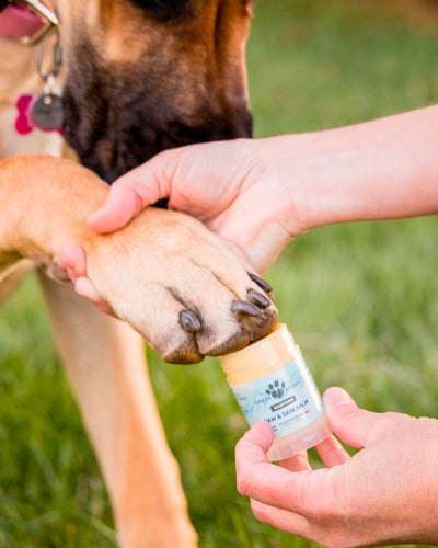 Topical CBD for Dogs: How it Works & How to Use It
