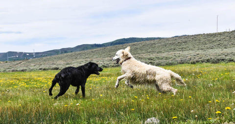 10 Fun Places to Take Your Dog