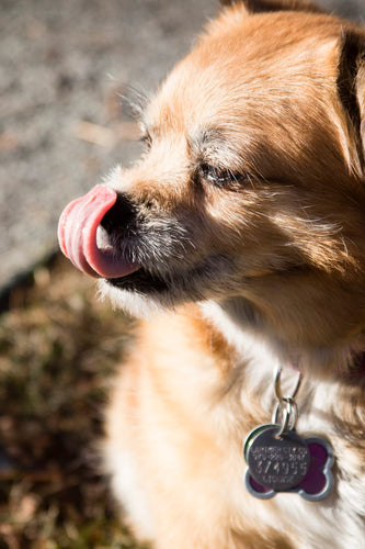 What can I put on my dogs dry nose?