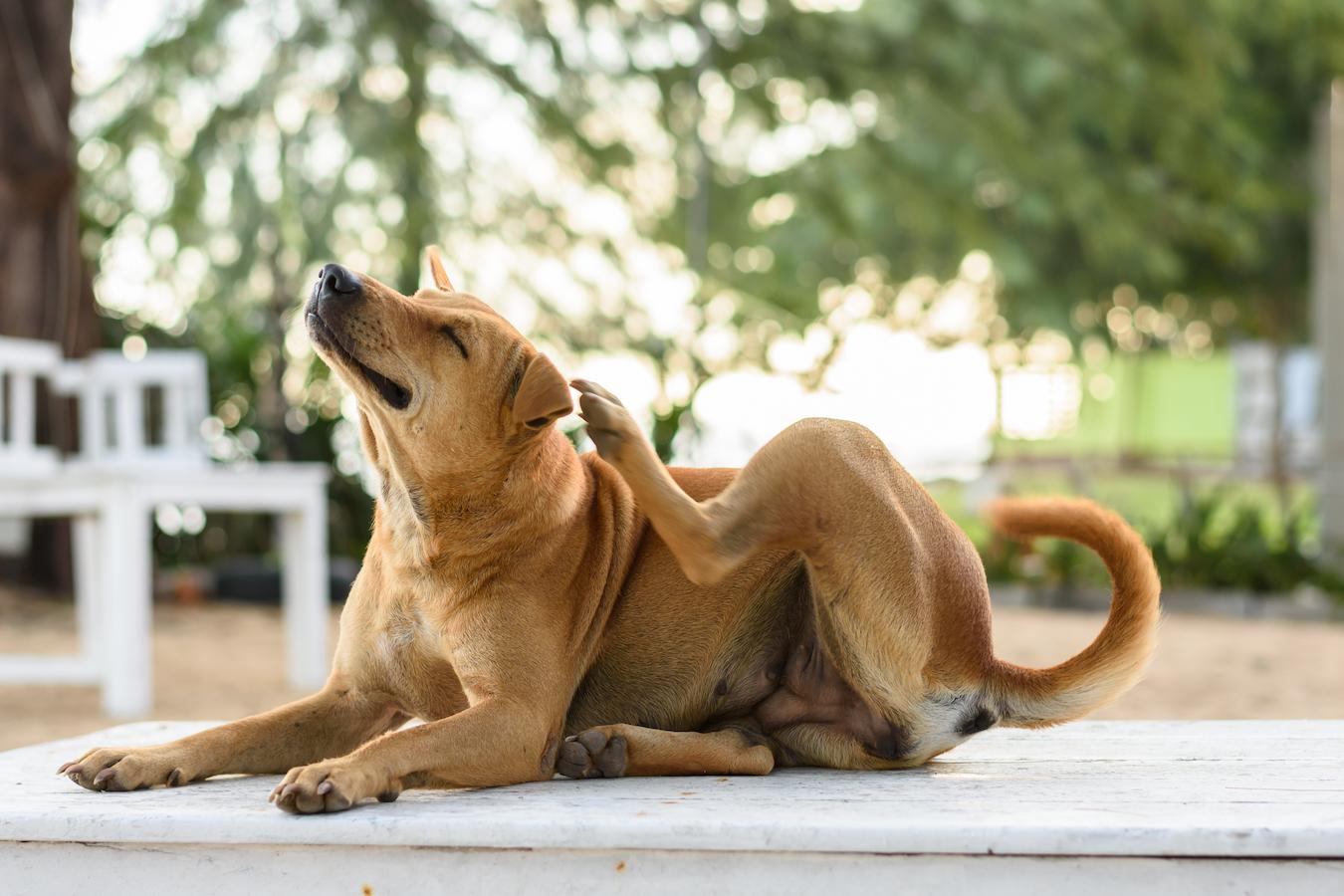 Can CBD Help Dogs Stop Scratching?