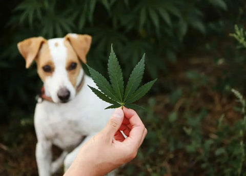 How can CBD benefit your pet? | WGN Radio