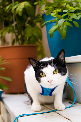 Close-up of a cat outside on porch before applying cat paw balm.