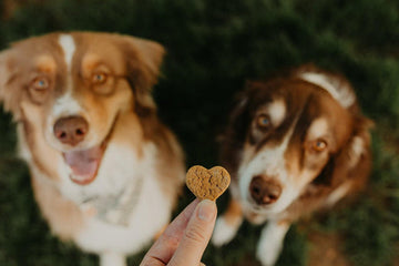 CBD Treats VS CBD Tinctures for Dogs