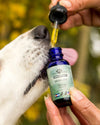 5 Dog Supplements for a Healthy Coat
