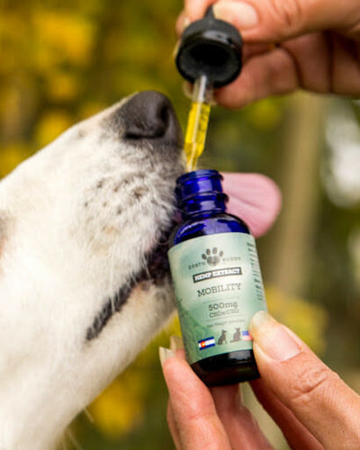 5 Dog Supplements for a Healthy Coat