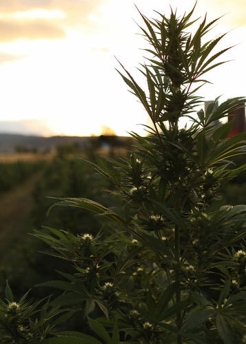 What's the Difference? CBD VS CBDa for Pets