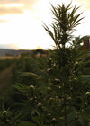 CBD vs CBDa: Which Is Better for Dogs?