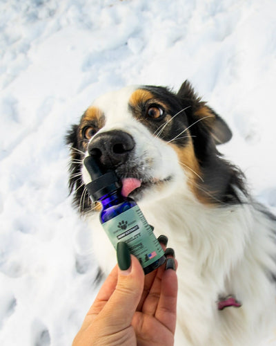 Dog licking a bottle of Earth Buddy full-spectrum CBDa oil for joint comfort