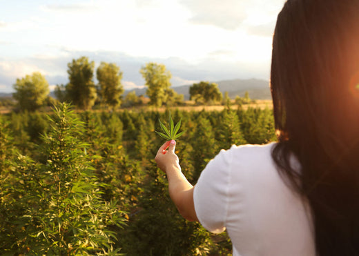 What is CBDV? Exploring the Potential of this Cannabinoid