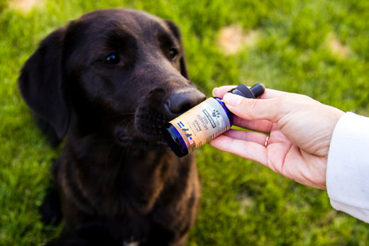 CBN vs CBG for Dogs & Cats: Benefits, Differences, and How to Choose