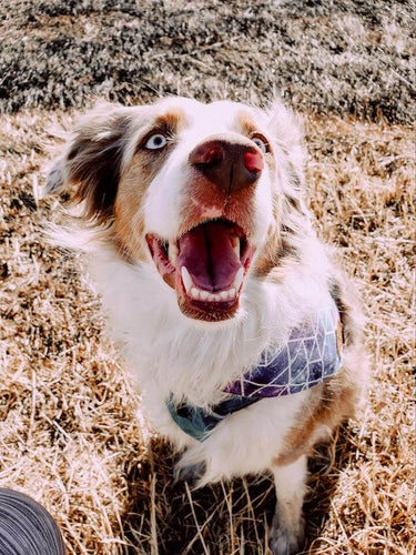 3 Powerful Reasons To use Coconut Oil For Dogs Teeth