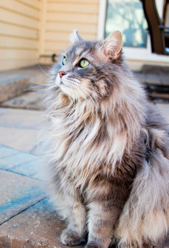 3 Ways to Incorporate Coconut Oil in Your Cat’s Diet