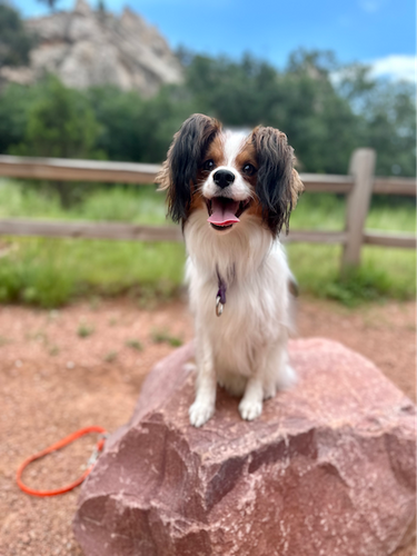 Long-haired dog with floppy ears and dry coat, showing what dandruff in dogs looks like.