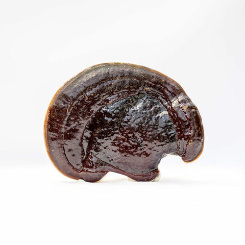 Reishi mushrooms used as adaptogens for dogs and cats to support a normal stress response