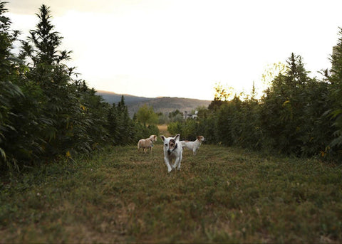 Dog scratching outdoors in grass, one of the most common signs of environmental allergies in dogs.