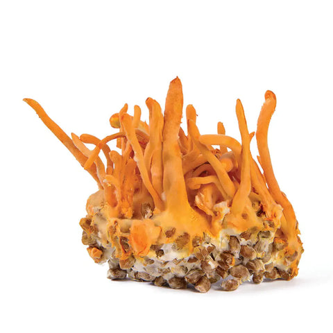 Cordyceps mushrooms for dogs supplement guide from Earth Buddy Pet