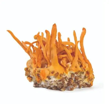 Benefits of Cordyceps Mushrooms for Dogs