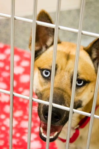 11 Crate Training Tips for Your New Dog