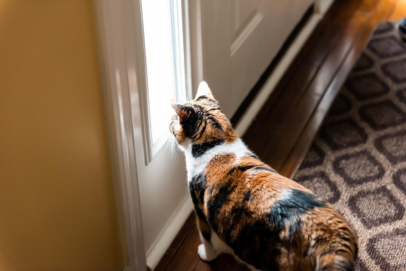 Does Your Cat Miss You When You Leave The House?
