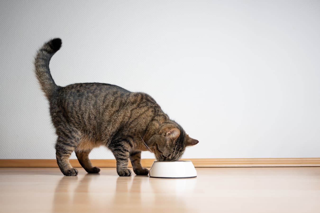 Do Cats Stress Eat or Have Comfort Food?
