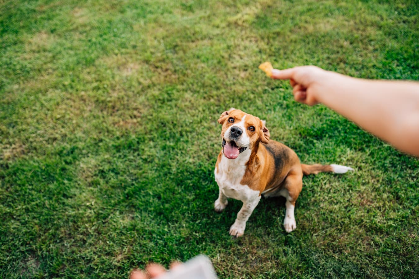 Do Hemp Treats Work for Dogs?