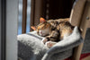 Can Hemp Oil Help Calm My Cat?
