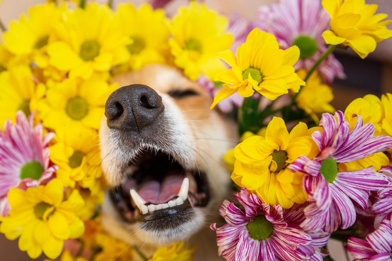 9 Signs That Your Dog Has Seasonal Allergies