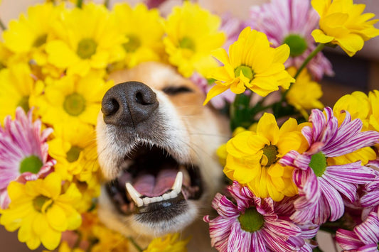 Does My Dog Have Allergies
