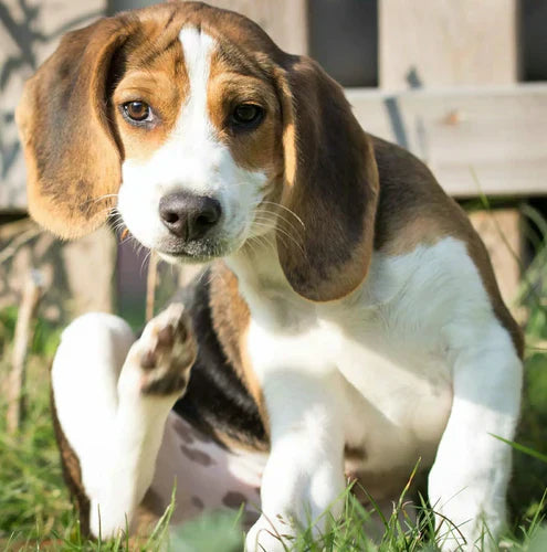 Top 5 Natural Supplements for Dog Allergies