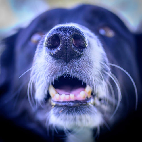 Why Do Dogs Bark at the Doorbell?