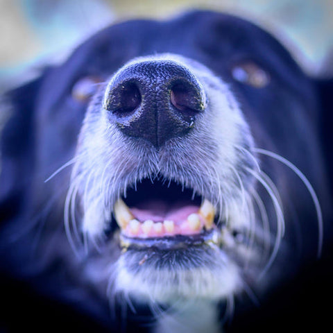 Dog barking when the doorbell rings 