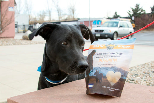 What If Your Dog Hates Car Rides?